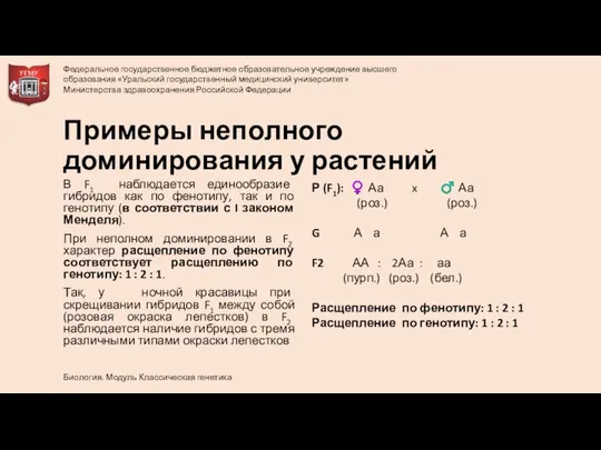 В F1 наблюдается единообразие гибридов как по фенотипу, так и по