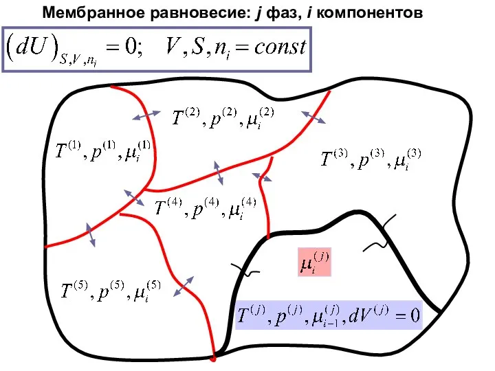 Мембранное равновесие: j фаз, i компонентов