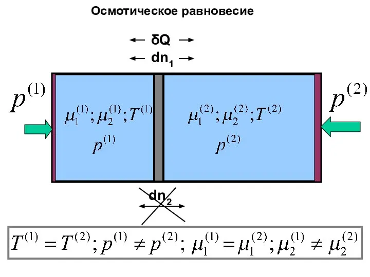 dn2 δQ dn1 Осмотическое равновесие