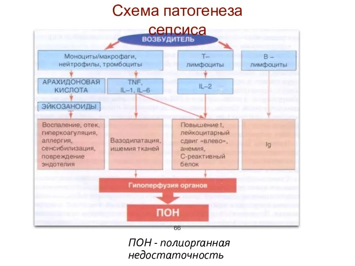 Схема патогенеза сепсиса ПОН - полиорrанная недостаточность