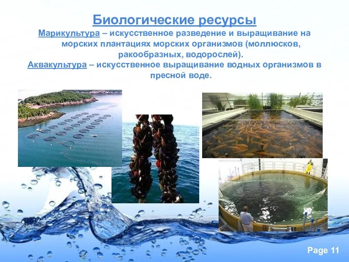 Биологические ресурсы Марикультура – искусственное разведение и выращивание на морских плантациях