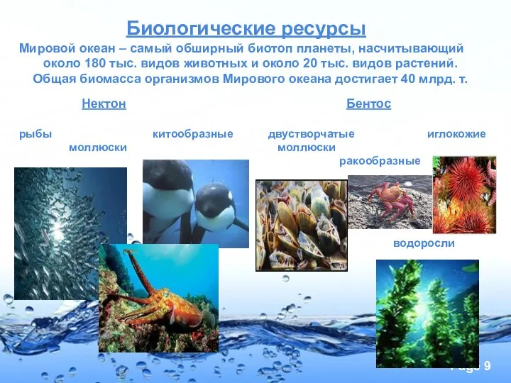 Биологические ресурсы Мировой океан – самый обширный биотоп планеты, насчитывающий около