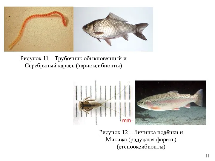 Рисунок 11 – Трубочник обыкновенный и Серебряный карась (эвриоксибионты) Рисунок 12