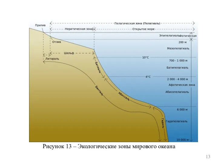 Рисунок 13 – Экологические зоны мирового океана