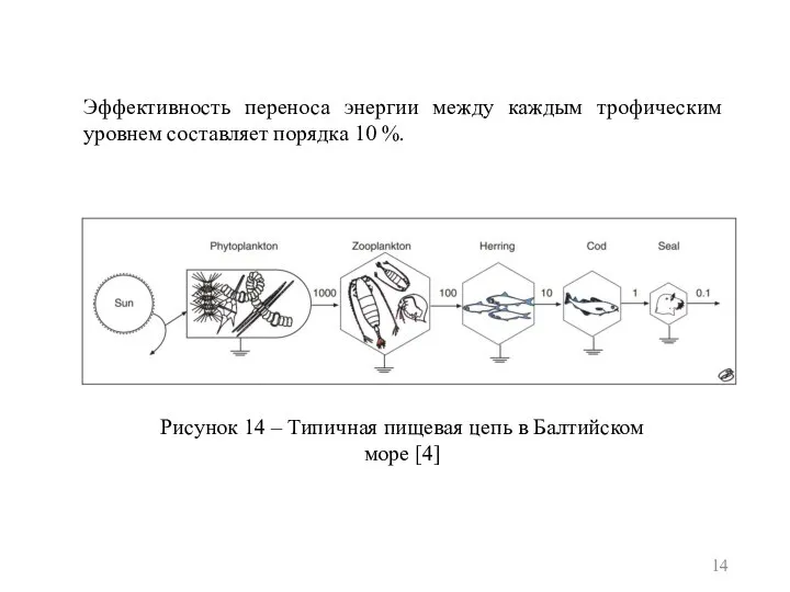 Рисунок 14 – Типичная пищевая цепь в Балтийском море [4] Эффективность