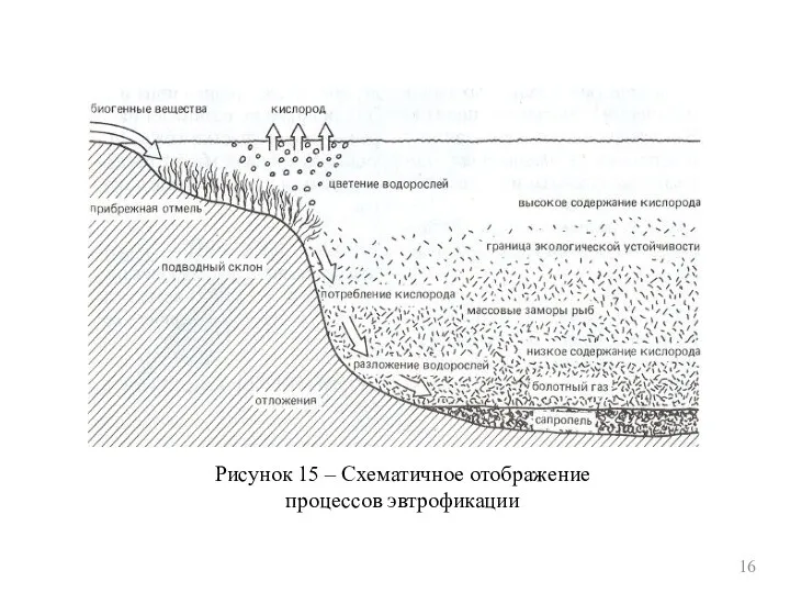 Рисунок 15 – Схематичное отображение процессов эвтрофикации