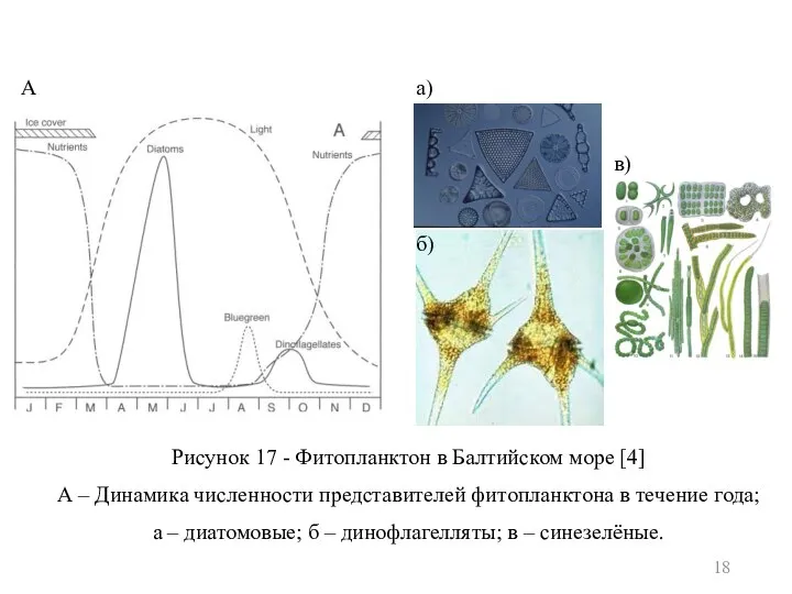Рисунок 17 - Фитопланктон в Балтийском море [4] А – Динамика