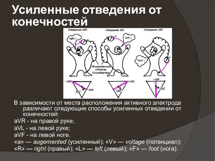 Усиленные отведения от конечностей В зависимости от места расположения активного электрода