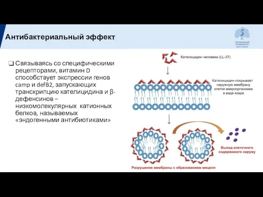 Связываясь со специфическими рецепторами, витамин D способствует экспрессии генов camp и