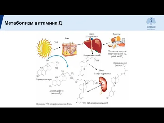 Метаболизм витамина Д