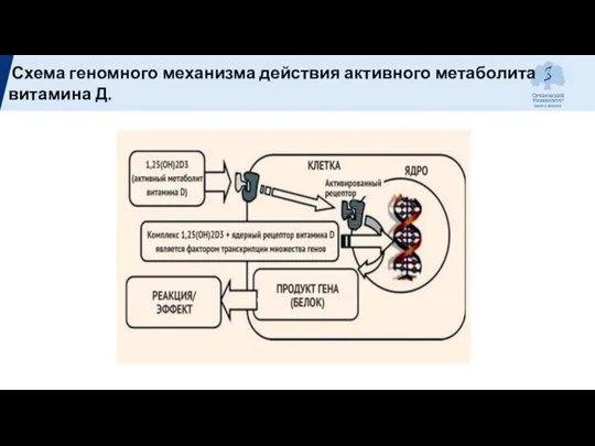 Схема геномного механизма действия активного метаболита витамина Д.