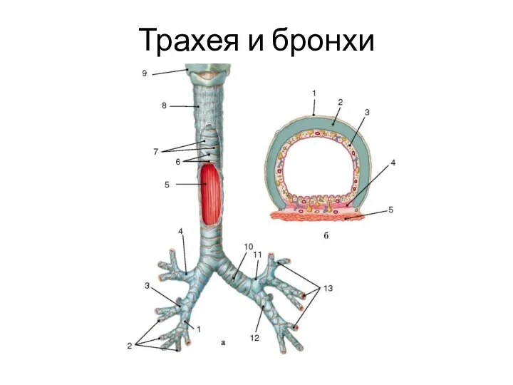 Трахея и бронхи