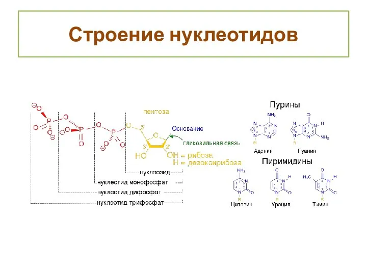 Строение нуклеотидов