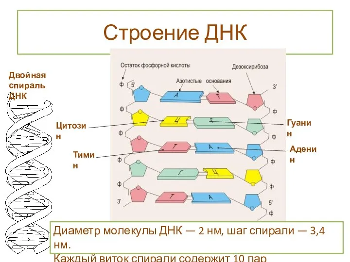 Строение ДНК Двойная спираль ДНК Диаметр молекулы ДНК — 2 нм,