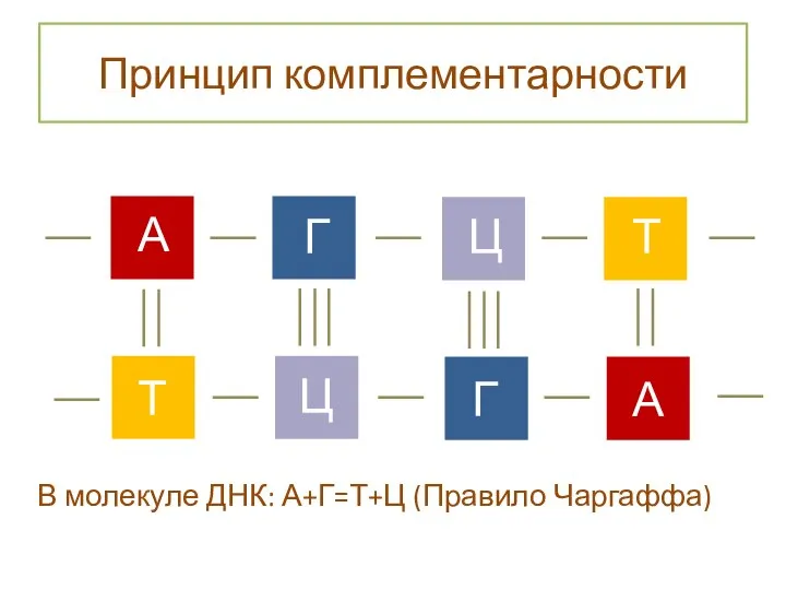 Принцип комплементарности А А Г Ц Г Ц Т Т В молекуле ДНК: А+Г=Т+Ц (Правило Чаргаффа)