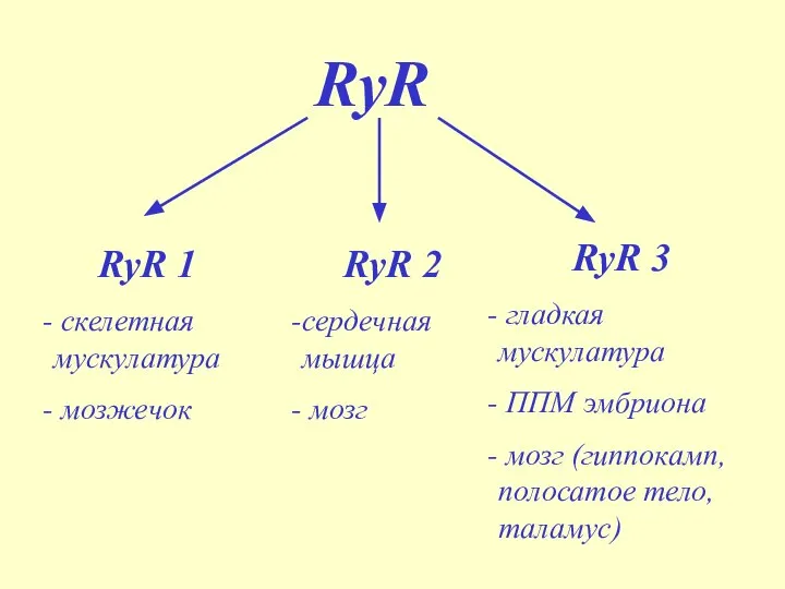 RyR RyR 1 скелетная мускулатура мозжечок RyR 2 сердечная мышца мозг