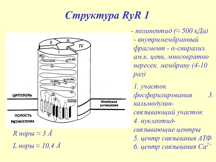 Структура RyR 1 полипептид (≈ 500 кДа) - внутримембранный фрагмент -