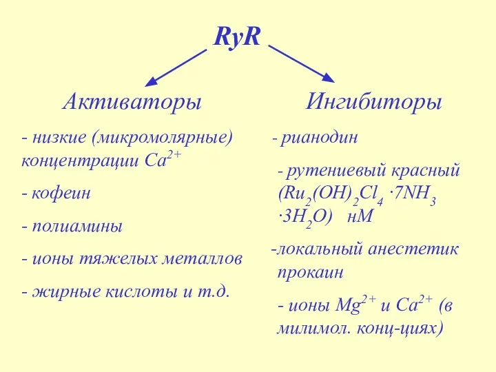 RyR Активаторы - низкие (микромолярные) концентрации Са2+ - кофеин - полиамины
