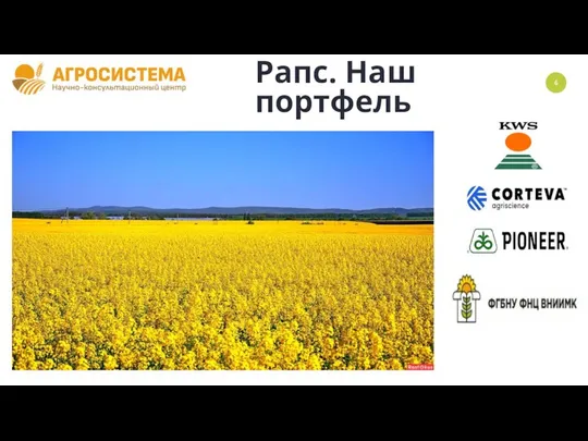 Рапс. Наш портфель