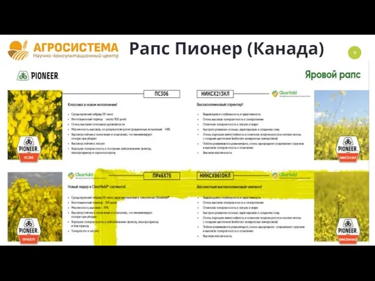 Рапс Пионер (Канада)