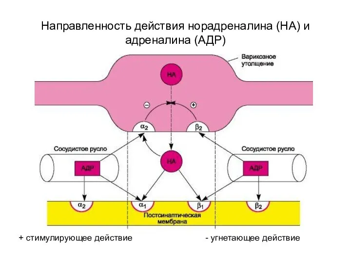 Направленность действия норадреналина (НА) и адреналина (АДР) + стимулирующее действие - угнетающее действие