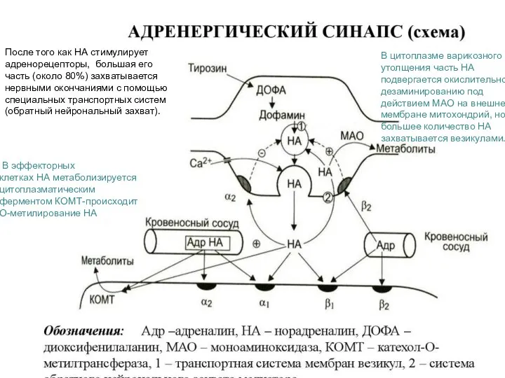 После того как НА стимулирует адренорецепторы, большая его часть (около 80%)