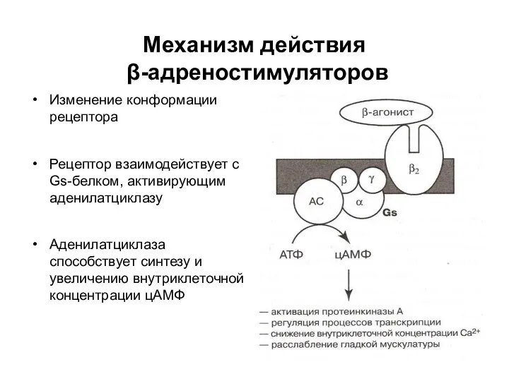 Механизм действия β-адреностимуляторов Изменение конформации рецептора Рецептор взаимодействует с Gs-белком, активирующим