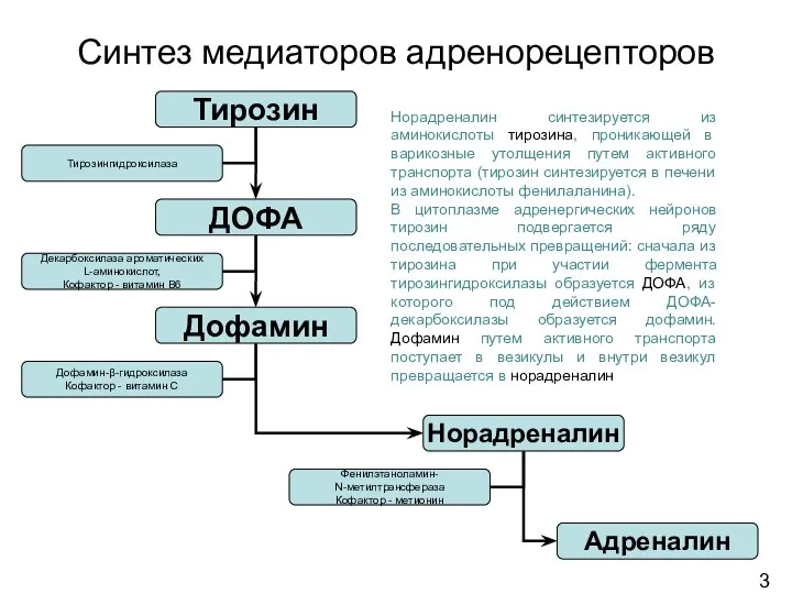 Синтез медиаторов адренорецепторов 3 Норадреналин синтезируется из аминокислоты тирозина, проникающей в