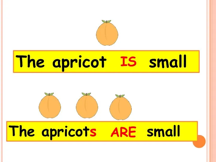 The apricots small The apricot small IS ARE