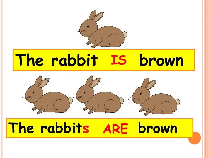 The rabbits brown The rabbit brown IS ARE