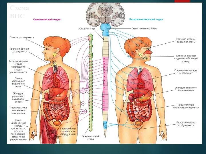 Схема ВНС