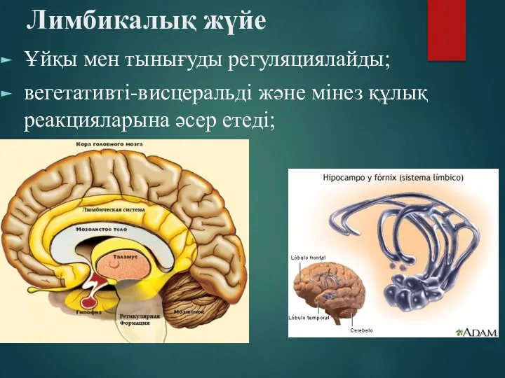 Лимбикалық жүйе Ұйқы мен тынығуды регуляциялайды; вегетативті-висцеральді және мінез құлық реакцияларына әсер етеді;