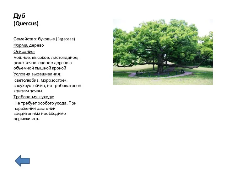Дуб (Quercus) Семейство: буковые (Fagaceae) Форма: дерево Описание: мощное, высокое, листопадное,