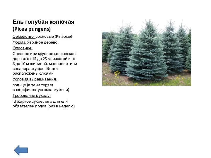 Ель голубая колючая (Picea pungens) Семейство: сосновые (Pináceae) Форма: хвойное дерево