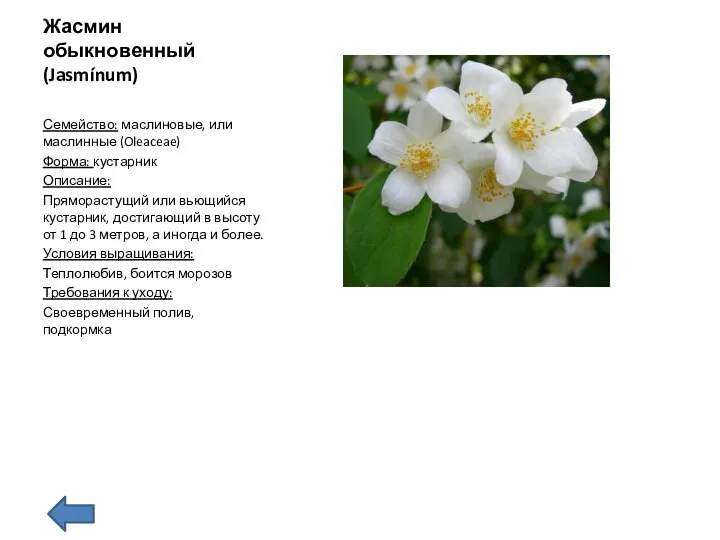 Жасмин обыкновенный (Jasmínum) Семейство: маслиновые, или маслинные (Oleaceae) Форма: кустарник Описание: