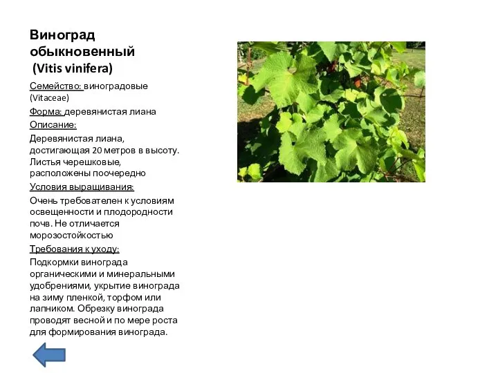 Виноград обыкновенный (Vitis vinifera) Семейство: виноградовые (Vitaceae) Форма: деревянистая лиана Описание: