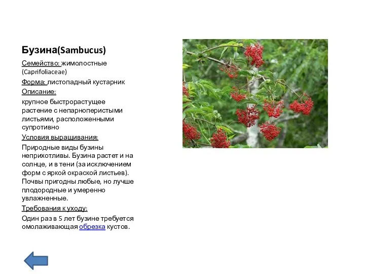 Бузина(Sambucus) Семейство: жимолостные (Caprifoliaceae) Форма: листопадный кустарник Описание: крупное быстрорастущее растение