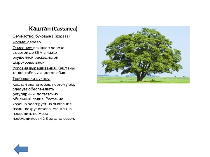 Каштан (Castanea) Семейство: буковые (Fagaceae) Форма: дерево Описание: изящное дерево высотой