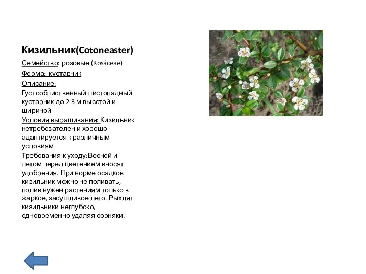 Кизильник(Cotoneaster) Семейство: розовые (Rosáceae) Форма: кустарник Описание: Густооблиственный листопадный кустарник до