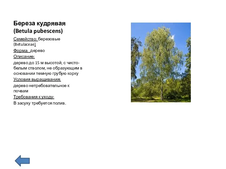 Береза кудрявая(Betula pubescens) Семейство: березовые (Betulaceae) Форма: дерево Описание: дерево до