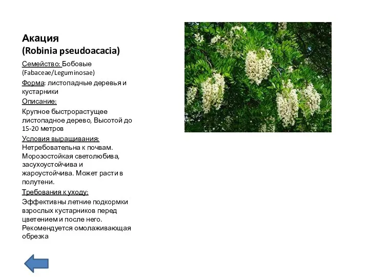 Акация (Robinia pseudoacacia) Семейство: Бобовые (Fabaceae/Leguminosae) Форма: листопадные деревья и кустарники