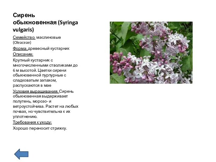 Сирень обыкновенная (Syringa vulgaris) Семейство: маслиновые (Oleaceae) Форма: древесный кустарник Описание: