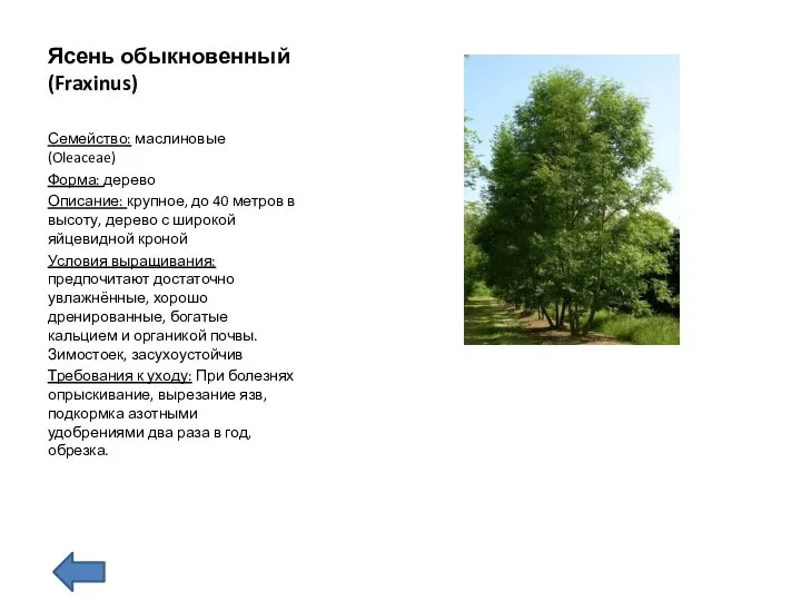 Ясень обыкновенный (Fraxinus) Семейство: маслиновые (Oleaceae) Форма: дерево Описание: крупное, до