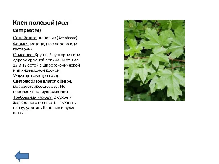 Клен полевой (Acer campestre) Семейство: кленовые (Aceráceae) Форма: листопадное дерево или