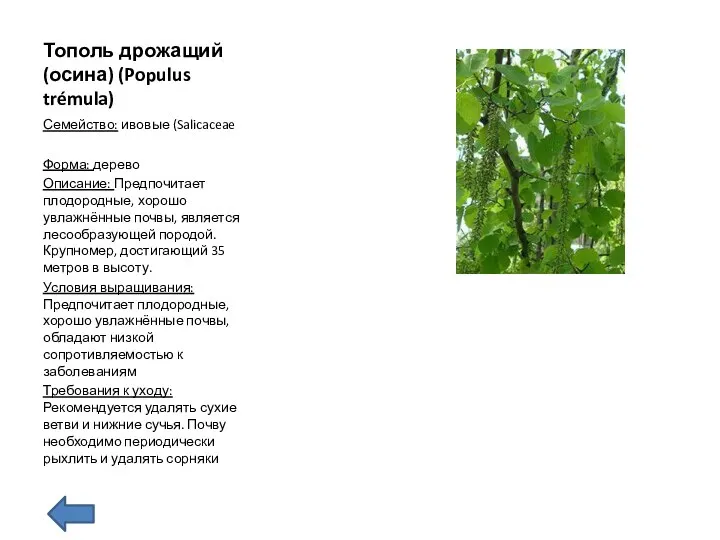 Тополь дрожащий(осина) (Populus trémula) Семейство: ивовые (Salicaceae Форма: дерево Описание: Предпочитает