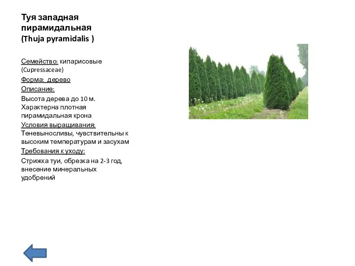 Туя западная пирамидальная (Thuja pyramidalis ) Семейство: кипарисовые (Cupressaceae) Форма: дерево