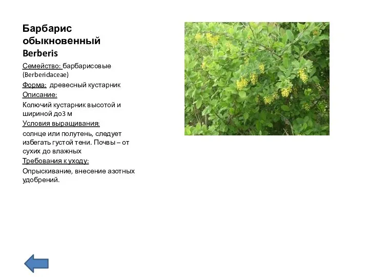 Барбарис обыкновенный Berberis Семейство: барбарисовые (Berberidaceae) Форма: древесный кустарник Описание: Колючий