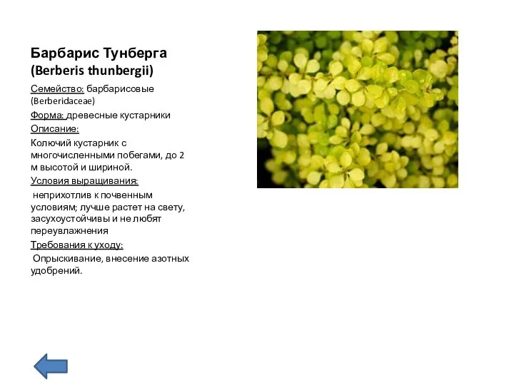 Барбарис Тунберга (Berberis thunbergii) Семейство: барбарисовые (Berberidaceae) Форма: древесные кустарники Описание: