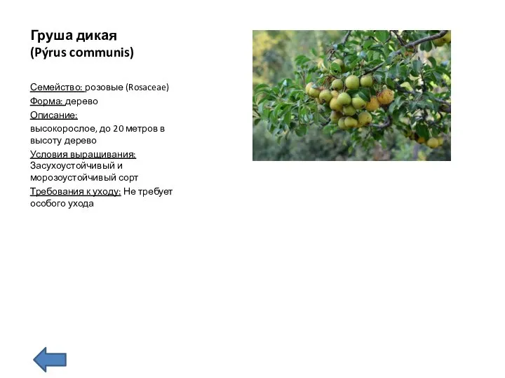 Груша дикая (Pýrus communis) Семейство: розовые (Rosaceae) Форма: дерево Описание: высокорослое,