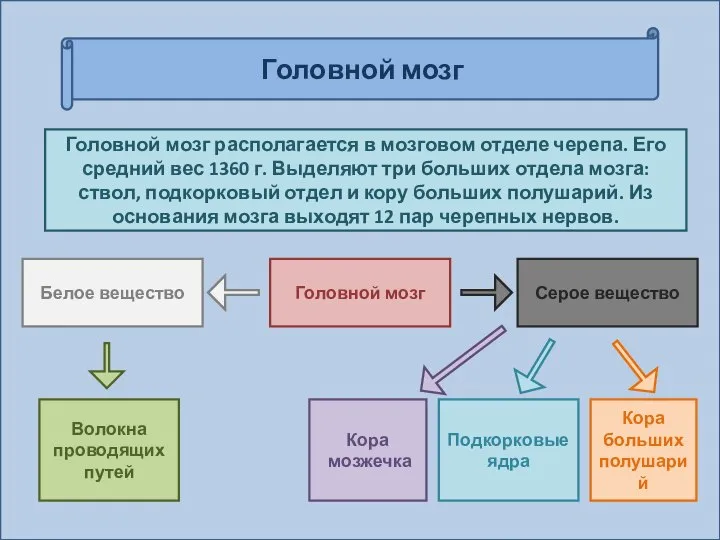 Головной мозг располагается в мозговом отделе черепа. Его средний вес 1360